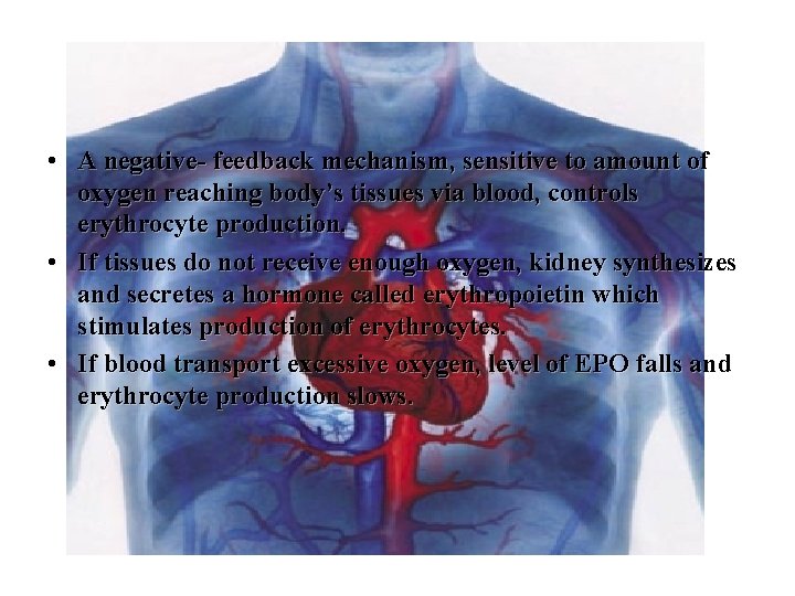  • A negative- feedback mechanism, sensitive to amount of oxygen reaching body’s tissues