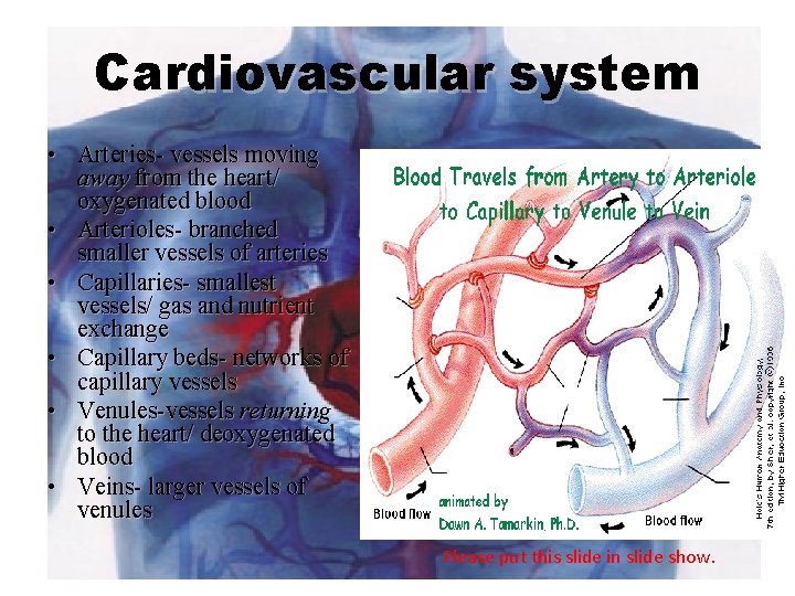 Cardiovascular system • Arteries- vessels moving away from the heart/ oxygenated blood • Arterioles-
