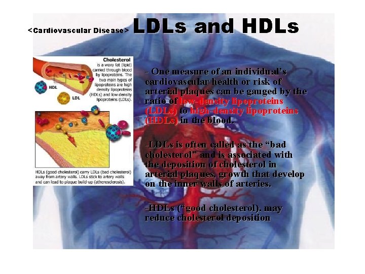 <Cardiovascular Disease> LDLs and HDLs - One measure of an individual’s cardiovascular health or