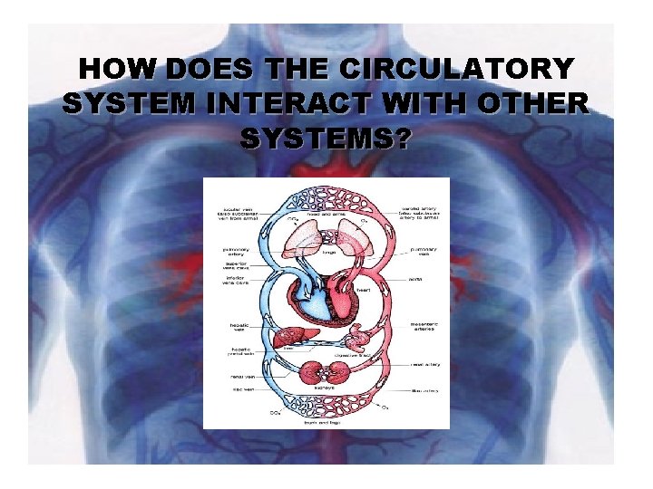 HOW DOES THE CIRCULATORY SYSTEM INTERACT WITH OTHER SYSTEMS? 