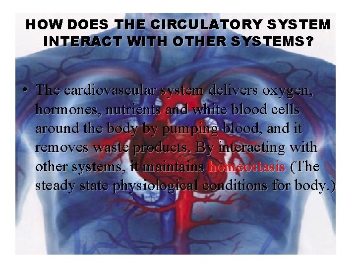 HOW DOES THE CIRCULATORY SYSTEM INTERACT WITH OTHER SYSTEMS? • The cardiovascular system delivers