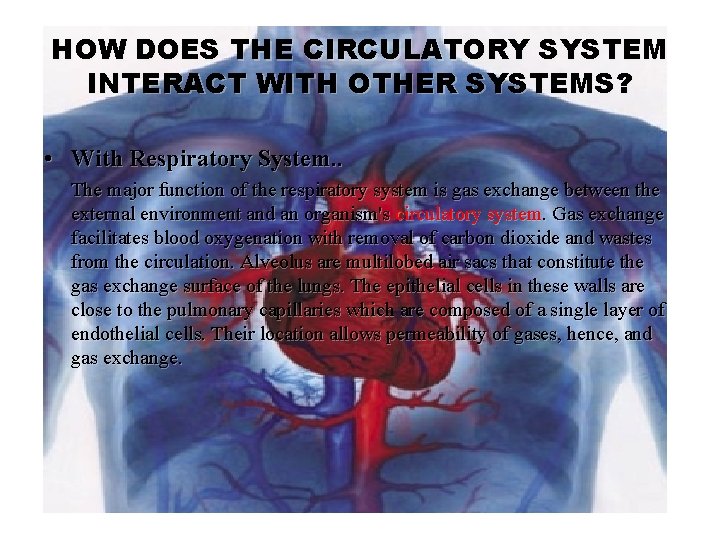 HOW DOES THE CIRCULATORY SYSTEM INTERACT WITH OTHER SYSTEMS? • With Respiratory System. .