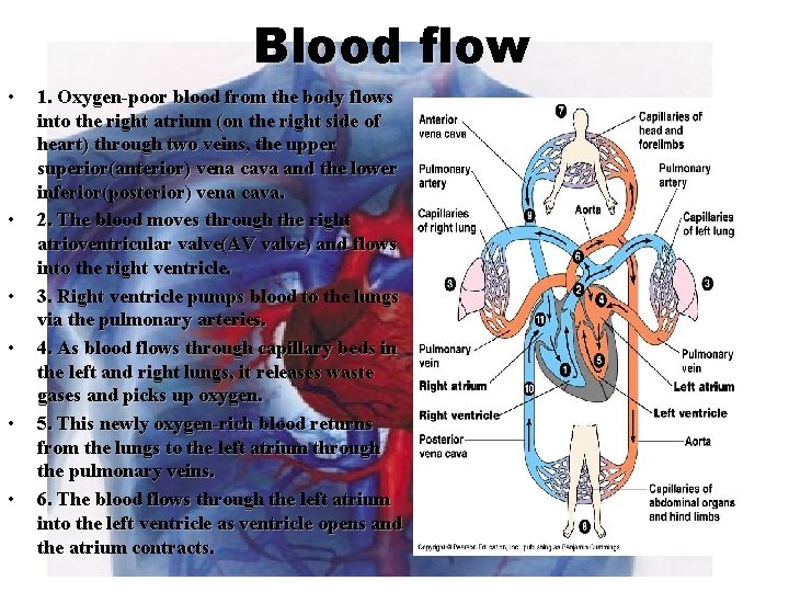 Blood flow • • • 1. Oxygen-poor blood from the body flows into the