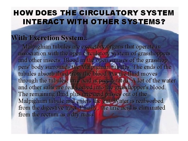 HOW DOES THE CIRCULATORY SYSTEM INTERACT WITH OTHER SYSTEMS? With Excretion System. . Malpighian