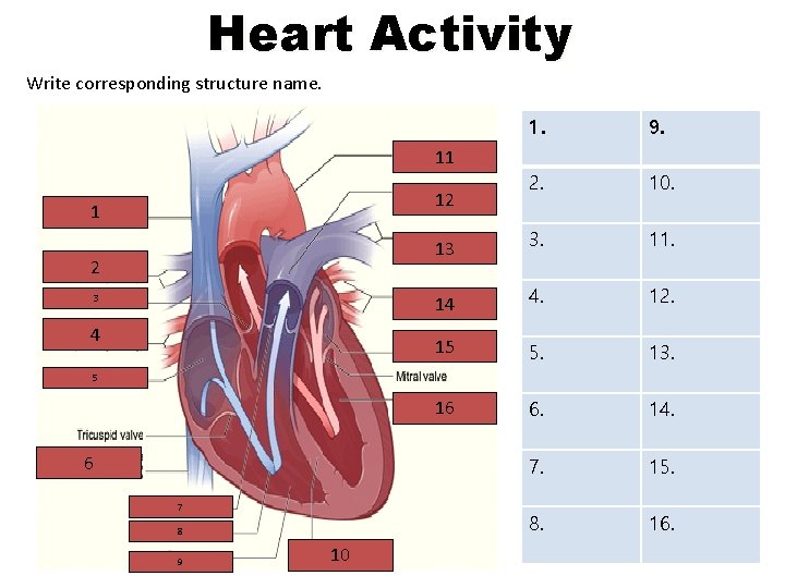 Heart Activity Write corresponding structure name. 1. 9. 2. 10. 13 3. 11. 14
