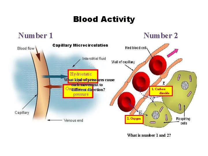 Blood Activity Number 1 Number 2 Hydrostatic pressure What kind of pressures cause each