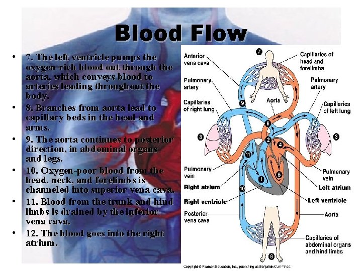 Blood Flow • 7. The left ventricle pumps the oxygen-rich blood out through the