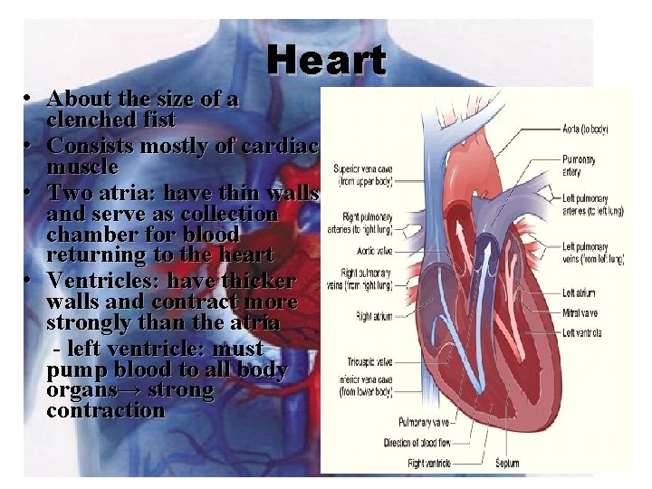 Heart • About the size of a clenched fist • Consists mostly of cardiac