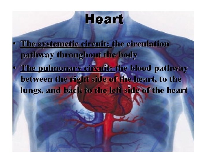 Heart • The systemetic circuit: the circulation pathway throughout the body • The pulmonary
