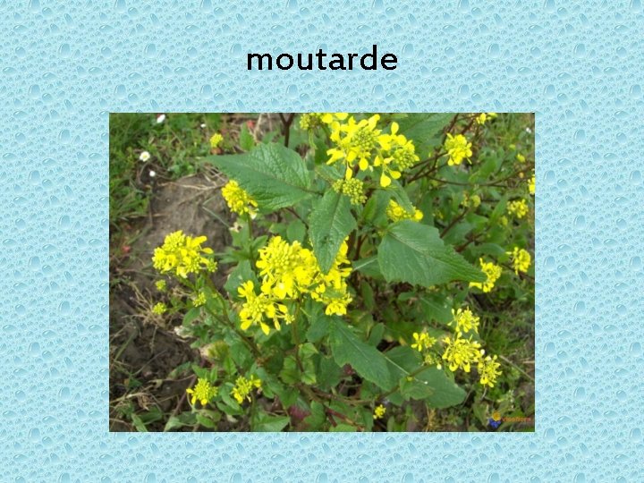 moutarde 