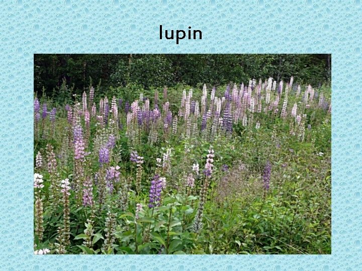 lupin 