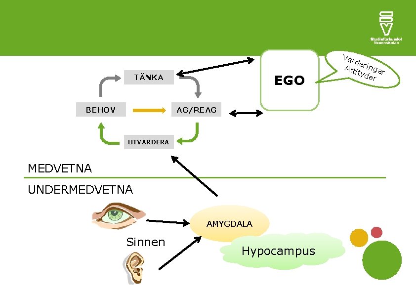 EGO TÄNKA BEHOV AG/REAG UTVÄRDERA MEDVETNA UNDERMEDVETNA AMYGDALA Sinnen Hypocampus Vär de Att ringa