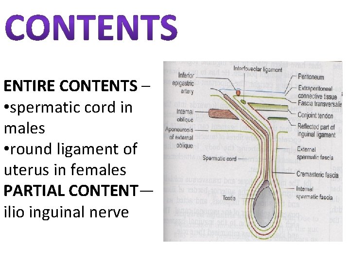 ENTIRE CONTENTS – • spermatic cord in males • round ligament of uterus in