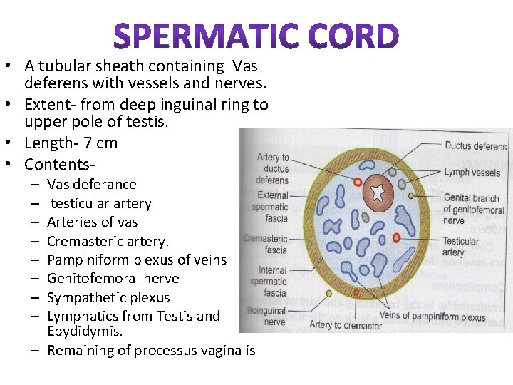  • A tubular sheath containing Vas deferens with vessels and nerves. • Extent-