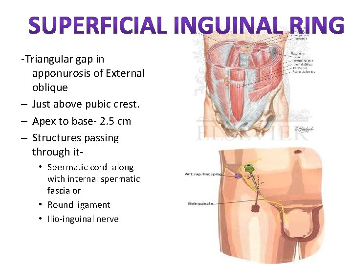 -Triangular gap in apponurosis of External oblique – Just above pubic crest. – Apex