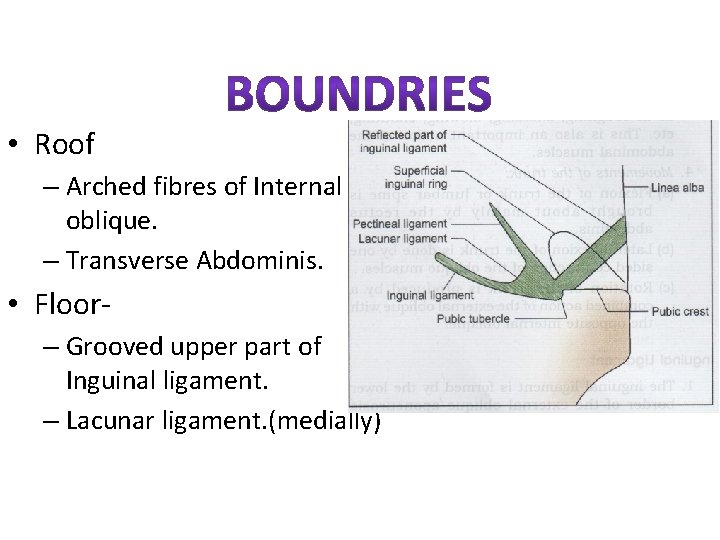  • Roof – Arched fibres of Internal oblique. – Transverse Abdominis. • Floor–