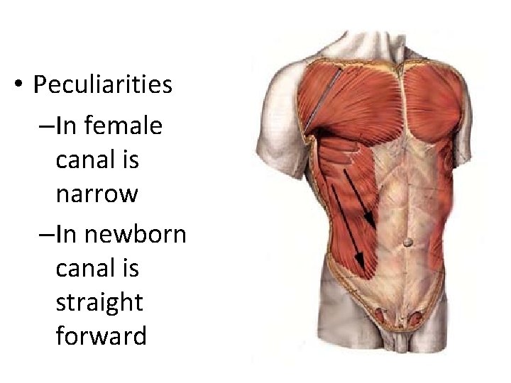  • Peculiarities –In female canal is narrow –In newborn canal is straight forward