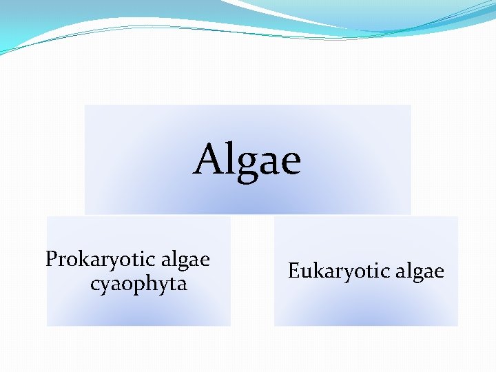 Algae Prokaryotic algae cyaophyta Eukaryotic algae 