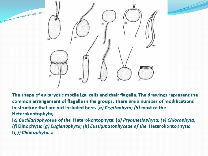 The shape of eukaryotic motile lgal cells and their flagella. The drawings represent the
