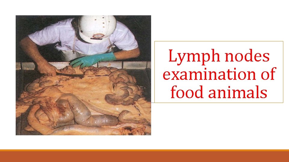 Lymph nodes examination of food animals 