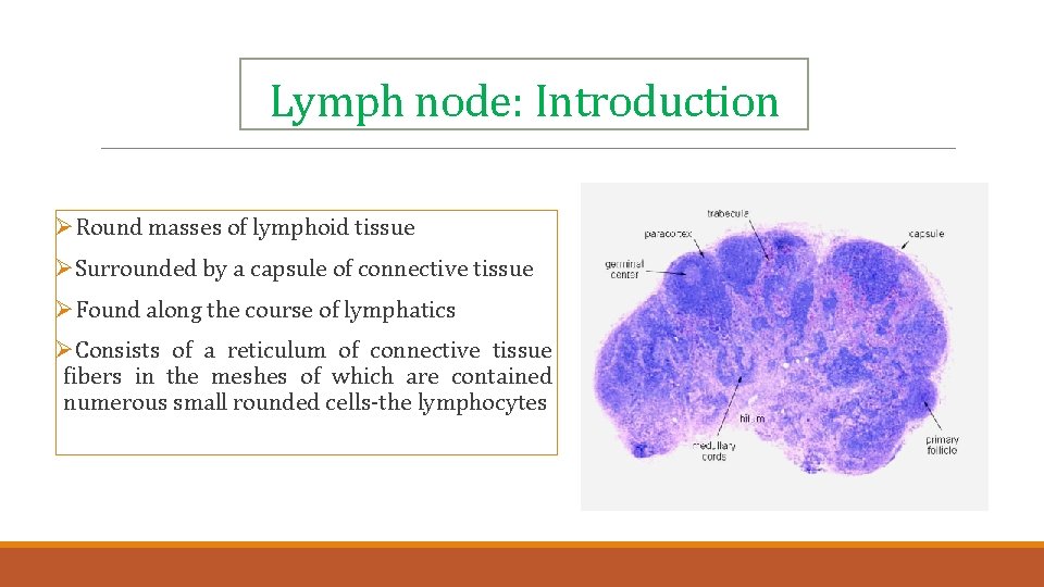 Lymph node: Introduction ØRound masses of lymphoid tissue ØSurrounded by a capsule of connective