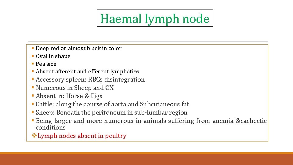 Haemal lymph node § Deep red or almost black in color § Oval in