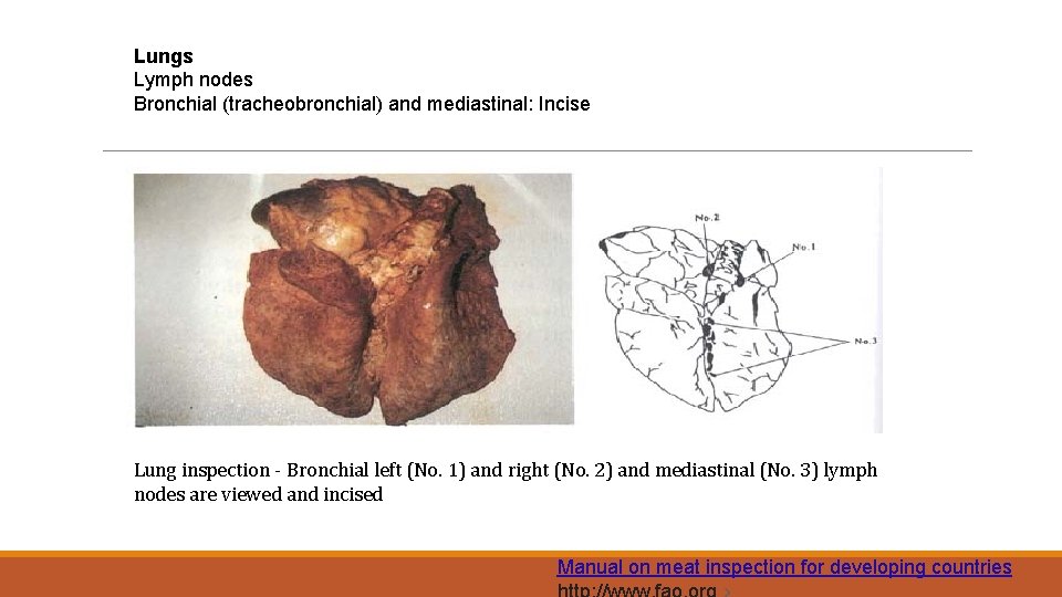 Lungs Lymph nodes Bronchial (tracheobronchial) and mediastinal: Incise Lung inspection - Bronchial left (No.