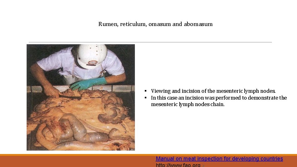 Rumen, reticulum, omasum and abomasum § Viewing and incision of the mesenteric lymph nodes.