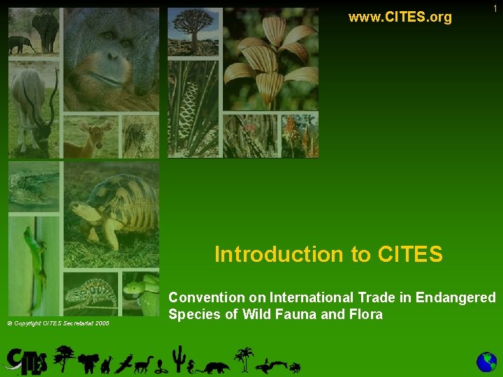 www. CITES. org 1 Introduction to CITES © Copyright CITES Secretariat 2005 Convention on