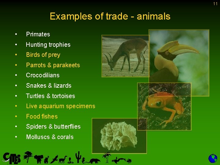 11 Examples of trade - animals • Primates • Hunting trophies • Birds of