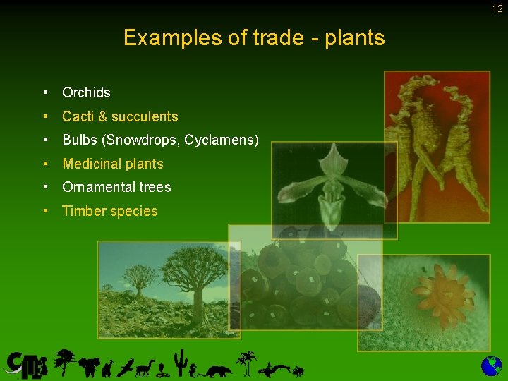 12 Examples of trade - plants • Orchids • Cacti & succulents • Bulbs