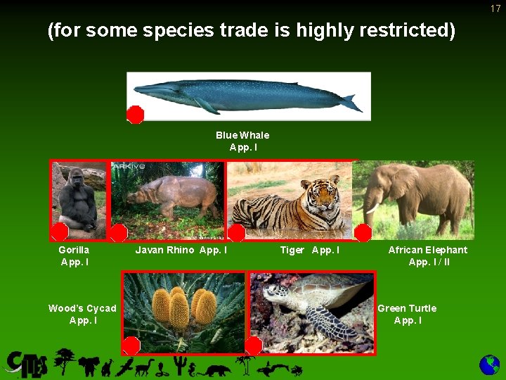 17 (for some species trade is highly restricted) Blue Whale App. I Gorilla App.