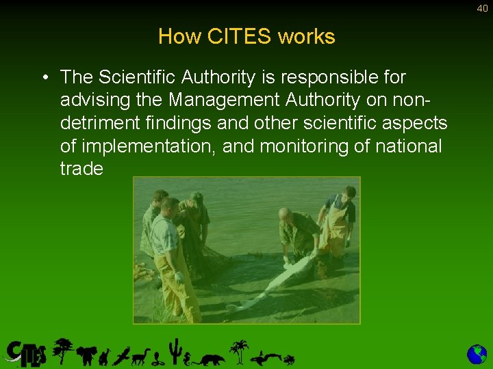 40 How CITES works • The Scientific Authority is responsible for advising the Management