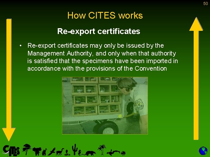 50 How CITES works Re-export certificates • Re-export certificates may only be issued by