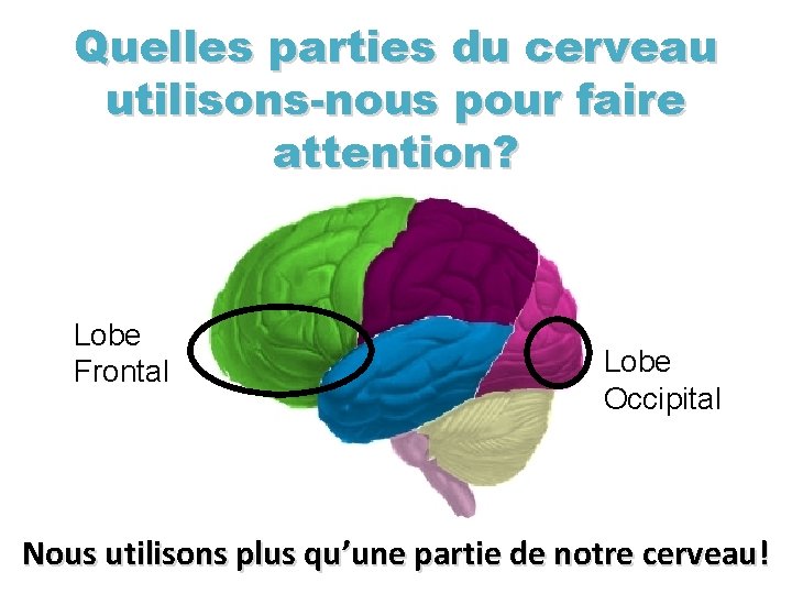 Comment mon cerveau faitil attention Quelle partie du