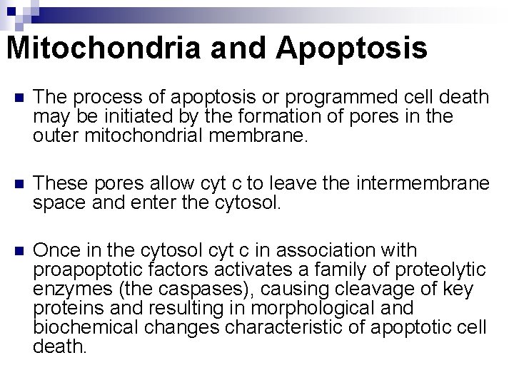 Mitochondria and Apoptosis n The process of apoptosis or programmed cell death may be