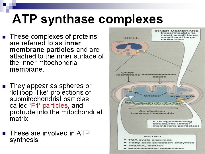 ATP synthase complexes n These complexes of proteins are referred to as inner membrane