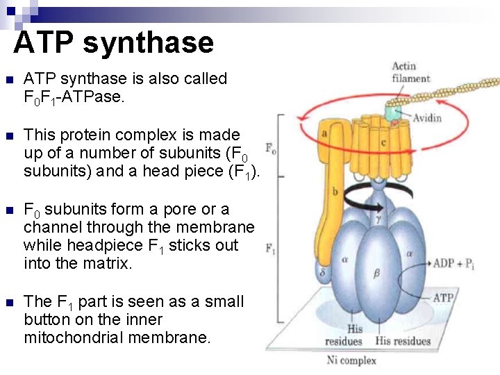 ATP synthase n ATP synthase is also called F 0 F 1 -ATPase. n