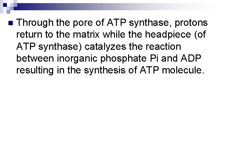 n Through the pore of ATP synthase, protons return to the matrix while the