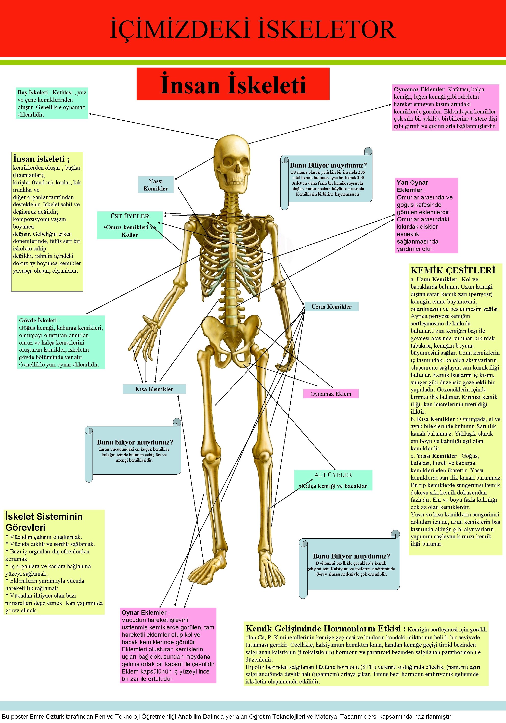 İÇİMİZDEKİ İSKELETOR İnsan İskeleti Baş İskeleti : Kafatası , yüz ve çene kemiklerinden oluşur.