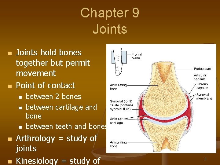 Chapter 9 Joints n n Joints hold bones together but permit movement Point of
