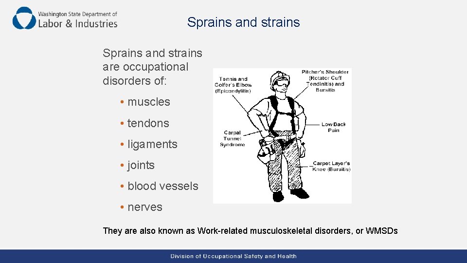 Sprains and strains are occupational disorders of: • muscles • tendons • ligaments •