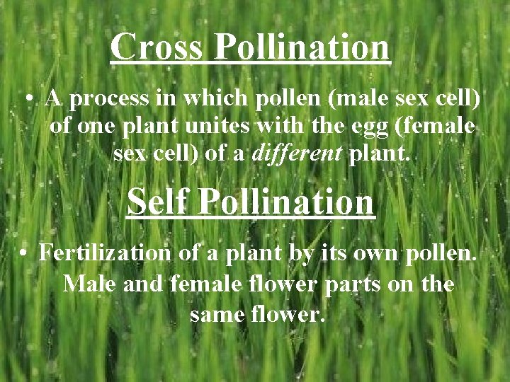 Cross Pollination • A process in which pollen (male sex cell) of one plant