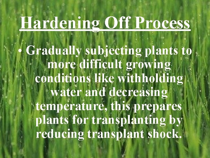 Hardening Off Process • Gradually subjecting plants to more difficult growing conditions like withholding Hardening Off Process • Gradually subjecting plants to more difficult growing conditions like withholding