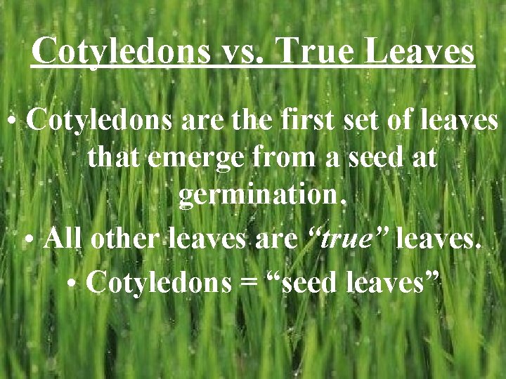 Cotyledons vs. True Leaves • Cotyledons are the first set of leaves that emerge