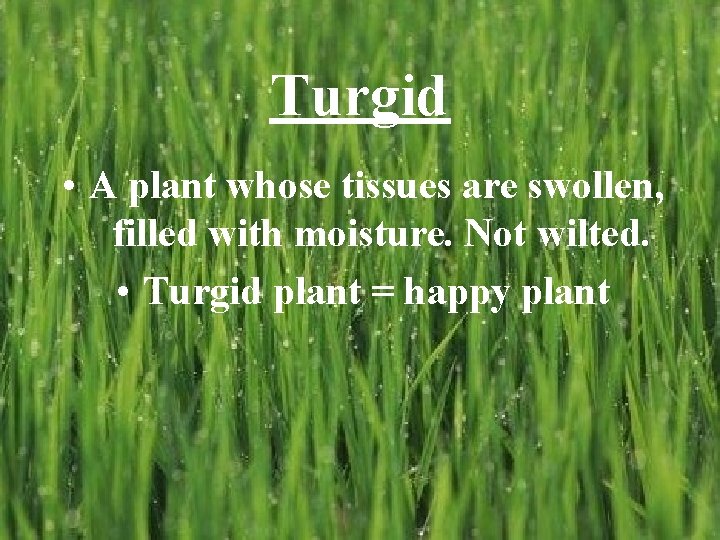 Turgid • A plant whose tissues are swollen, filled with moisture. Not wilted. •