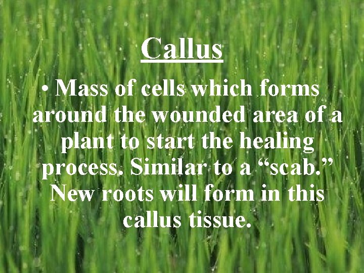 Callus • Mass of cells which forms around the wounded area of a plant Callus • Mass of cells which forms around the wounded area of a plant