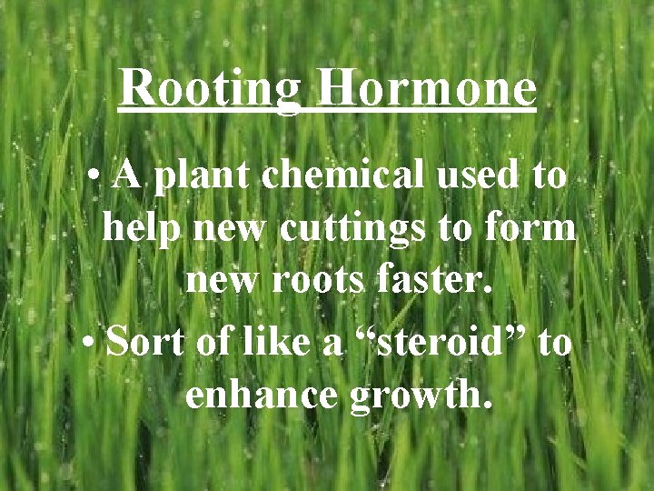 Rooting Hormone • A plant chemical used to help new cuttings to form new