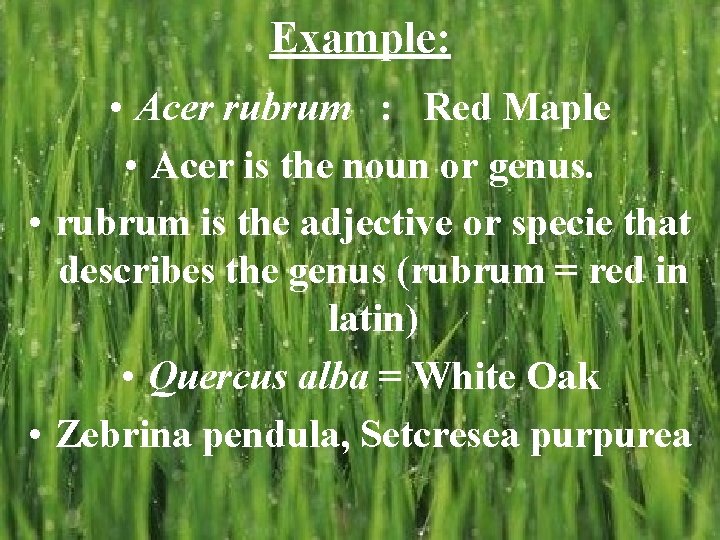Example: • Acer rubrum : Red Maple • Acer is the noun or genus. Example: • Acer rubrum : Red Maple • Acer is the noun or genus.