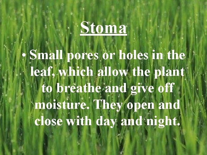 Stoma • Small pores or holes in the leaf, which allow the plant to Stoma • Small pores or holes in the leaf, which allow the plant to